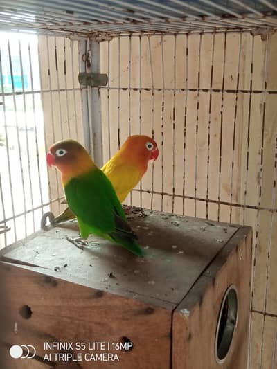 parrot for sale 0333_470:73-96