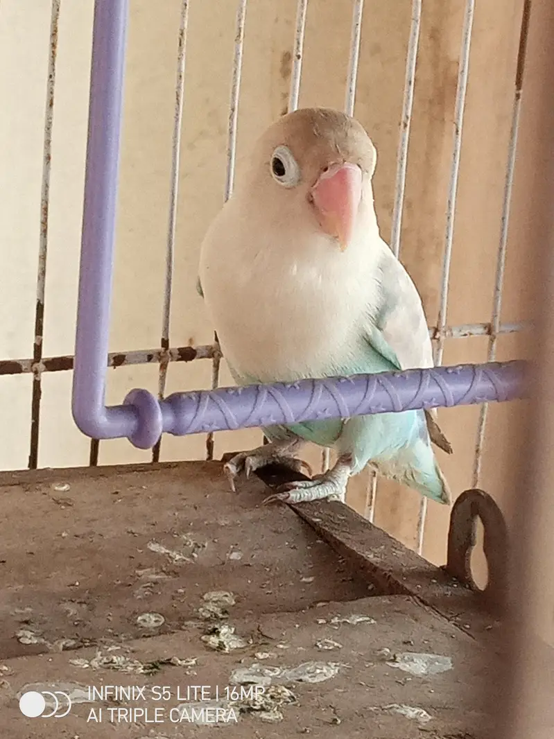 parrot for sale 0333_470:73-96 — photo 2