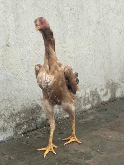 cheeni shamo female for sale active and healthy