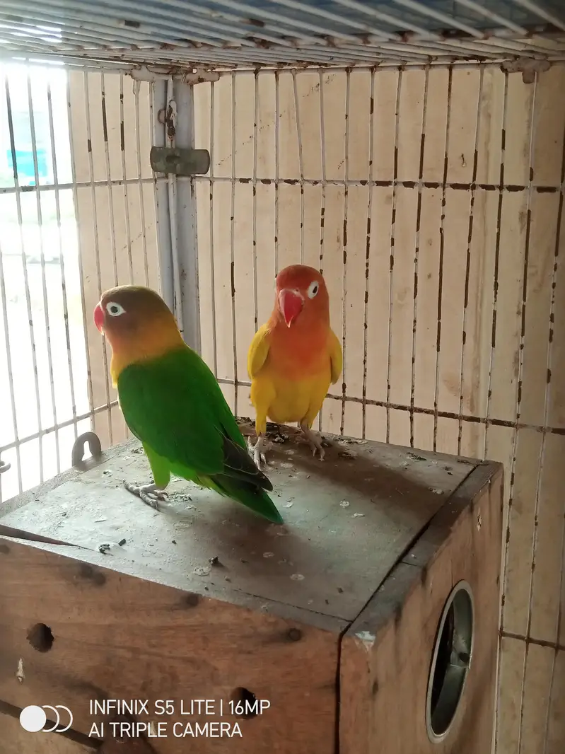 parrot for sale 0333_470:73-96 — photo 4