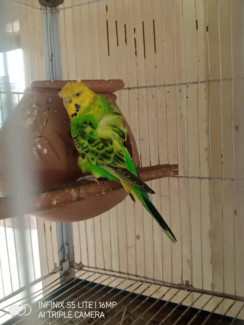 parrot for sale 0333_470:73-96 — photo 5