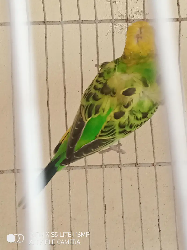 parrot for sale 0333_470:73-96 — photo 6