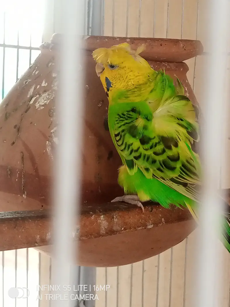 parrot for sale 0333_470:73-96 — photo 7
