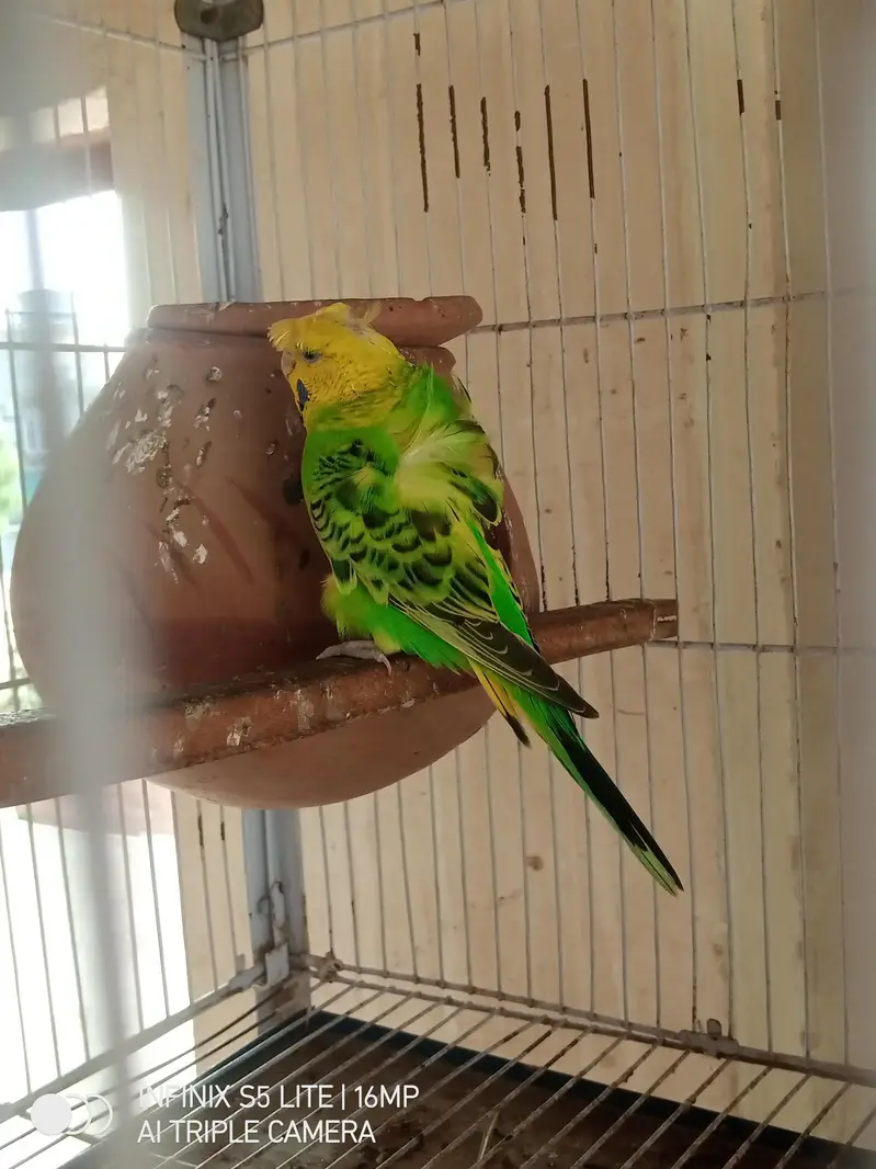 parrot for sale 0333_470:73-96 — photo 8
