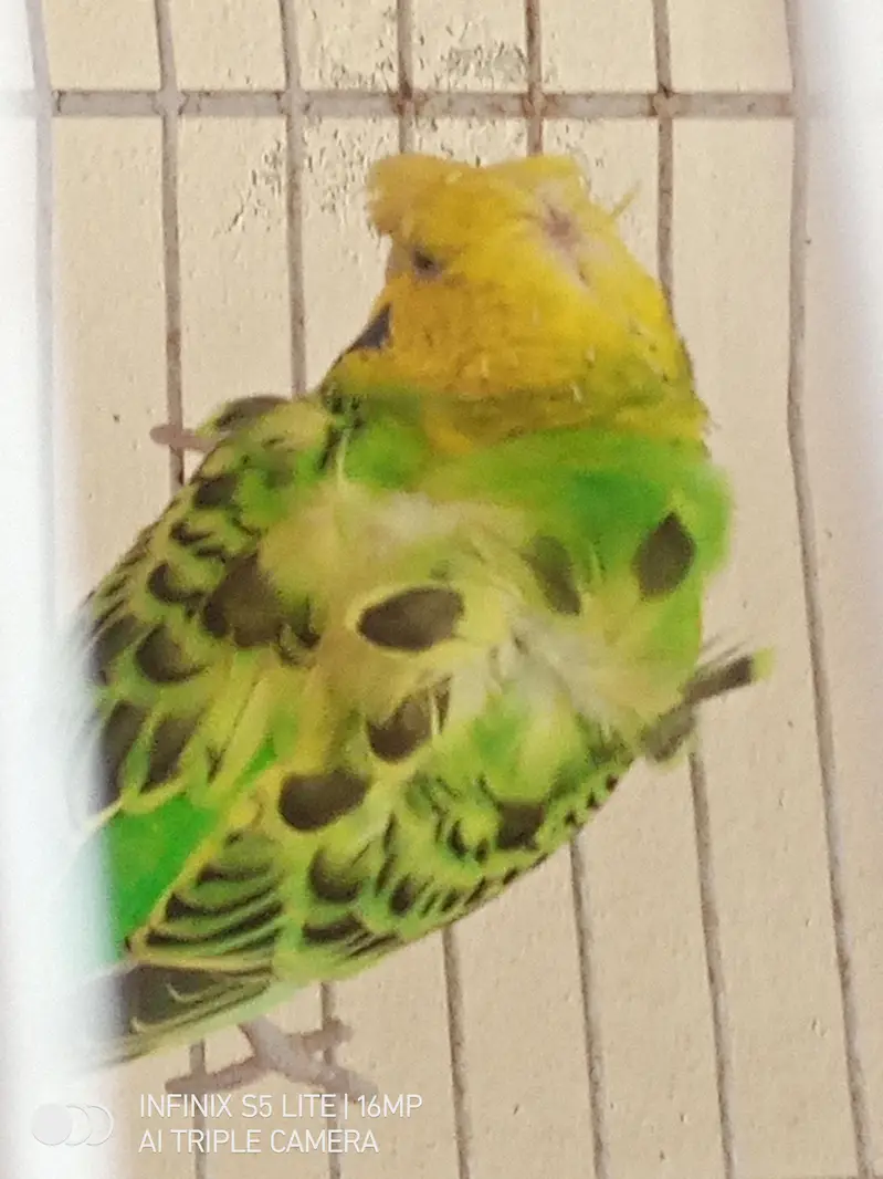 parrot for sale 0333_470:73-96 — photo 9
