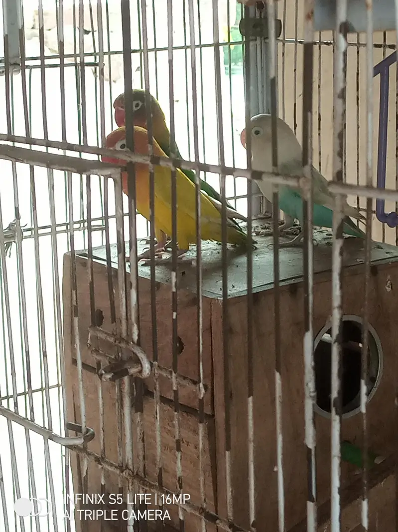 parrot for sale 0333_470:73-96 — photo 10