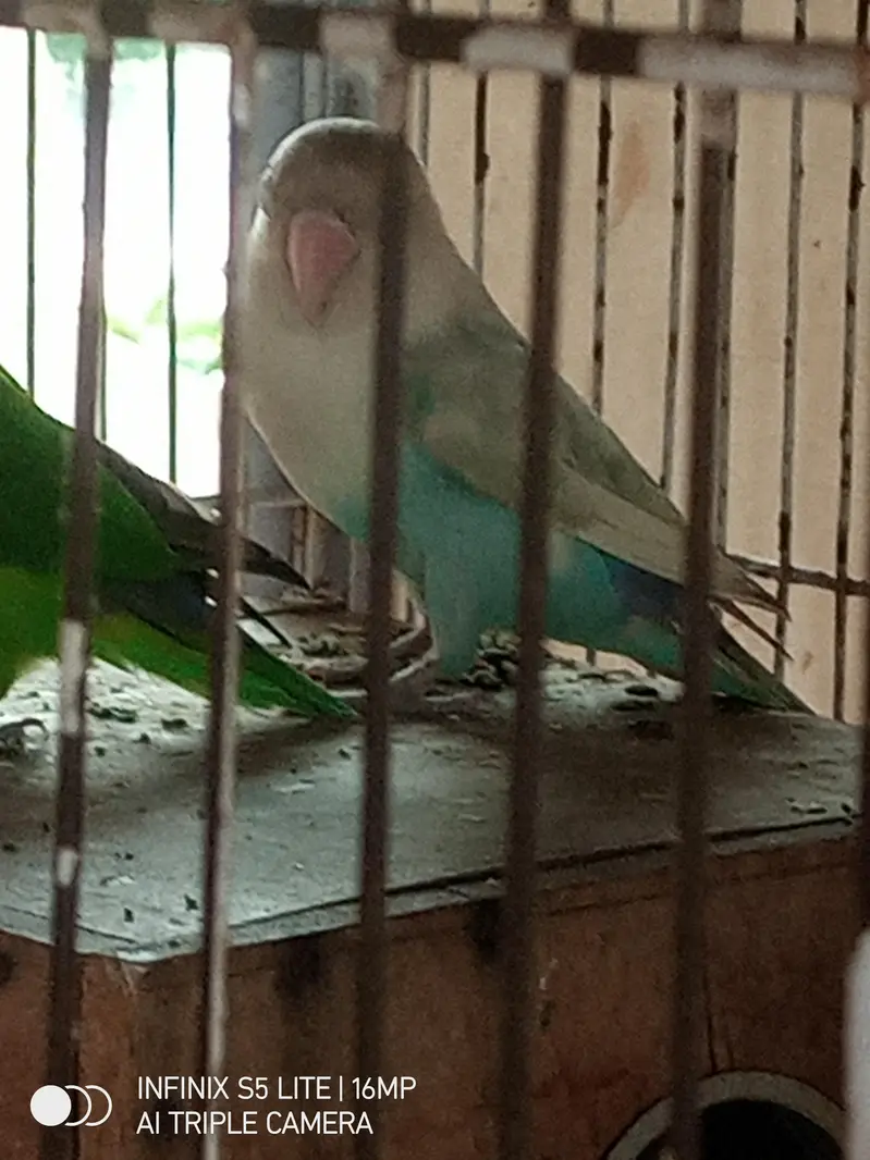 parrot for sale 0333_470:73-96 — photo 11