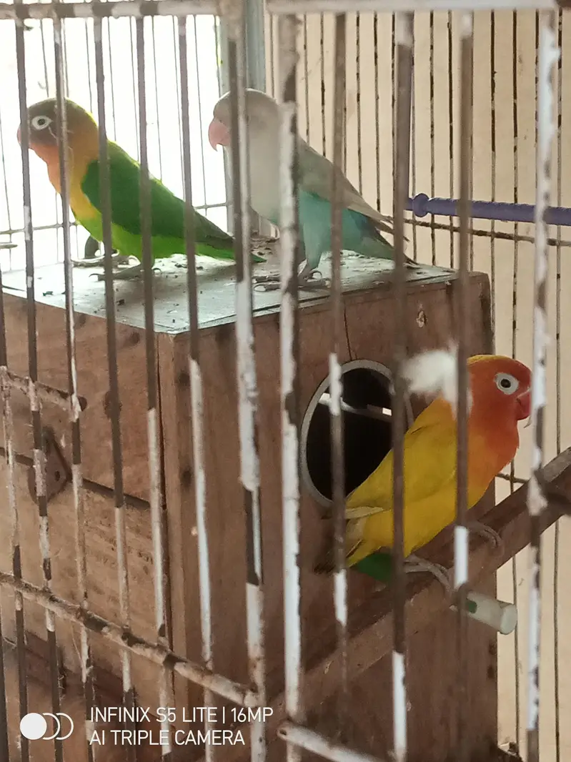 parrot for sale 0333_470:73-96 — photo 12