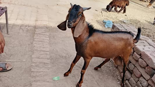 healthy Bakra