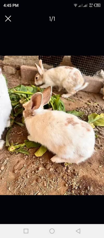 Rabbit Pair For Sale