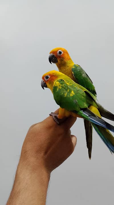 sunconure available self pics tamed
