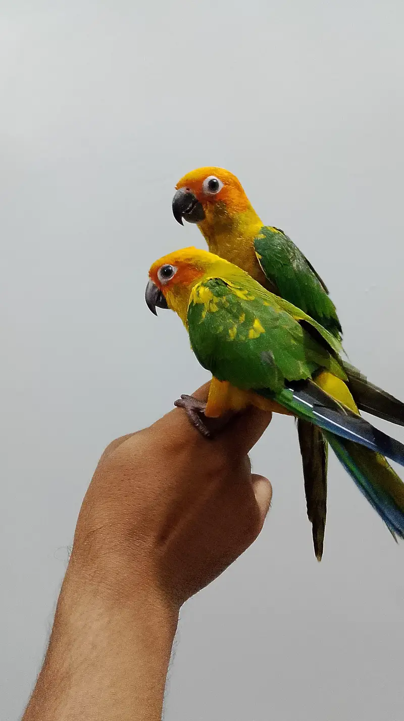 sunconure available self pics tamed