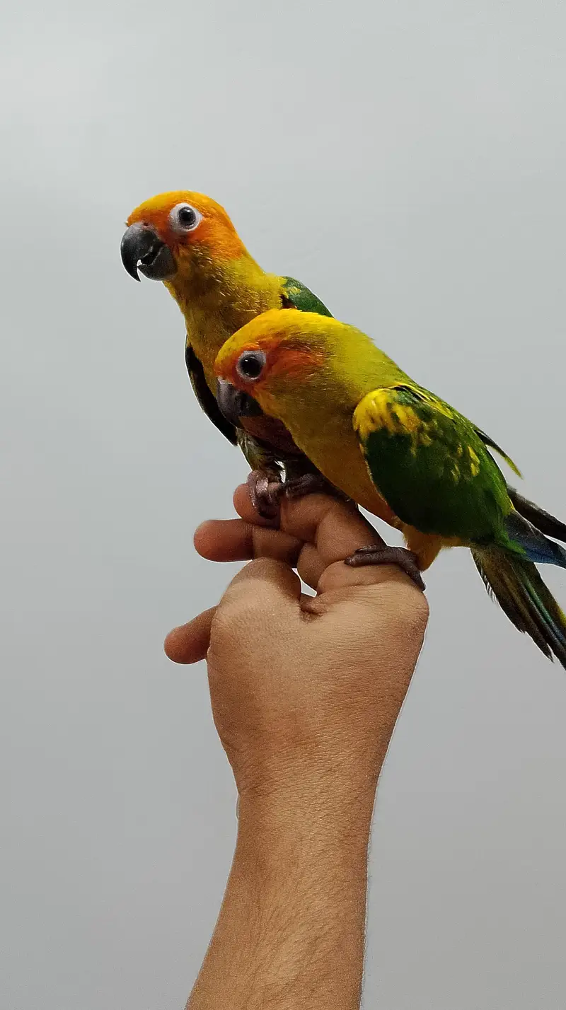 sunconure available self pics tamed — photo 3