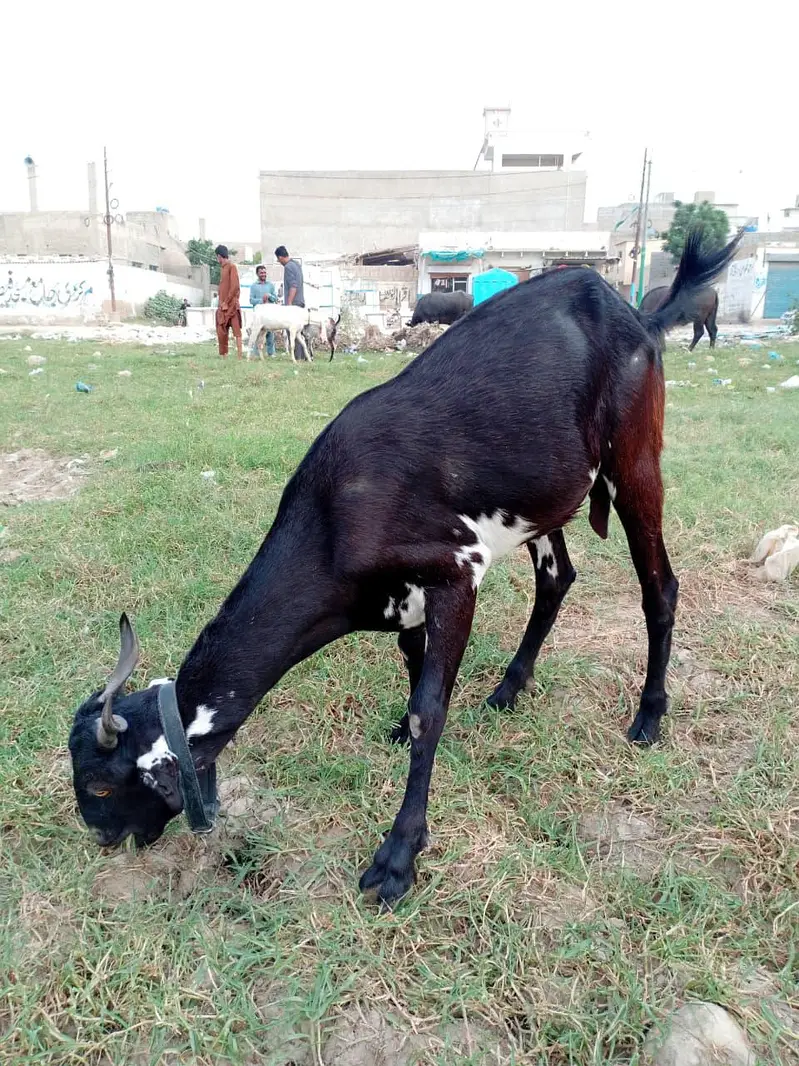 Bakri 2 dant