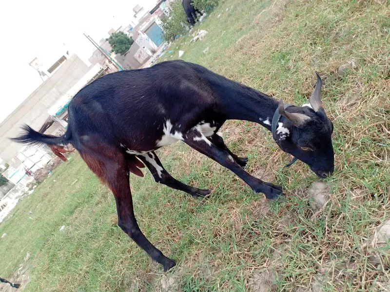 Bakri 2 dant — photo 2