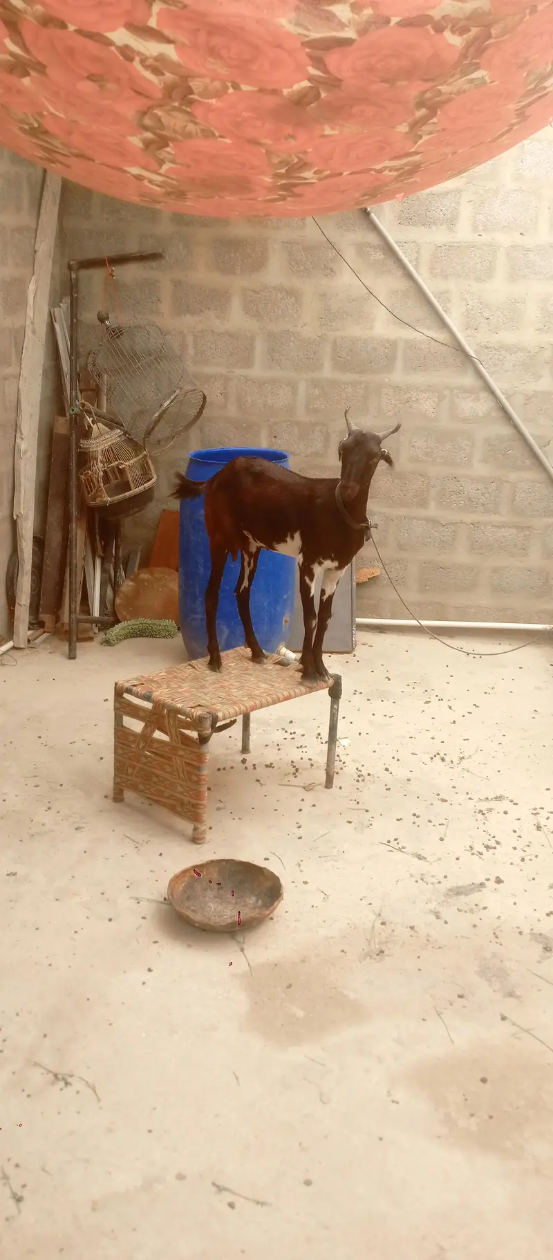 Bakri 2 dant — photo 3