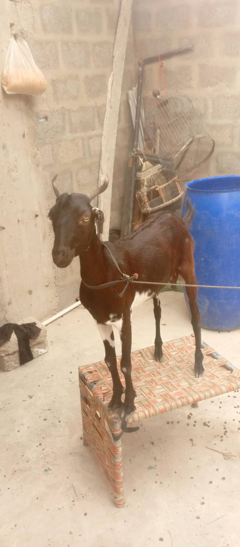 Bakri 2