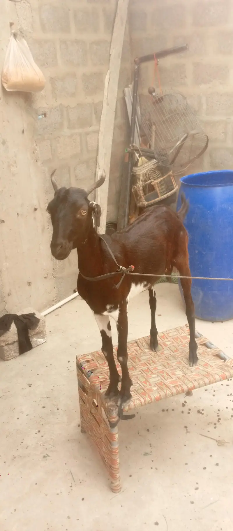 Bakri 2 dant — photo 4