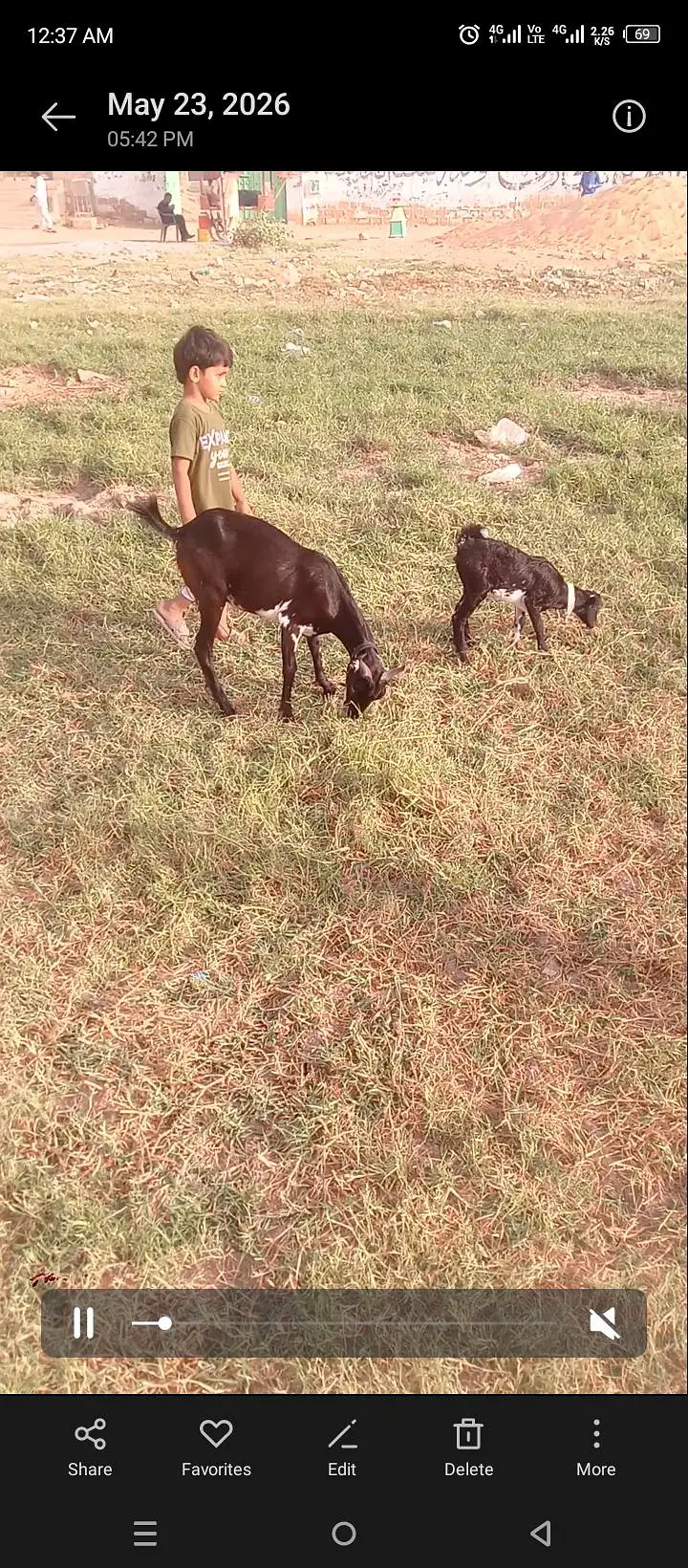 Bakri 2 dant — photo 5