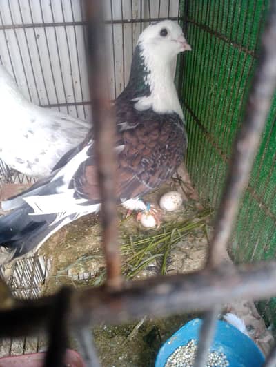 Im selling piegon pair contact no watsapp 03422956864