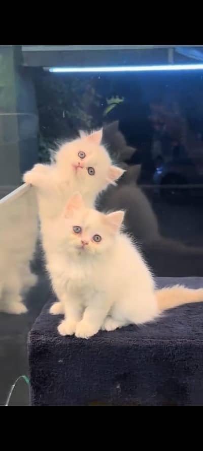 pure Persian cats vaccinated and healthy active WhatsApp/0346/4644037/