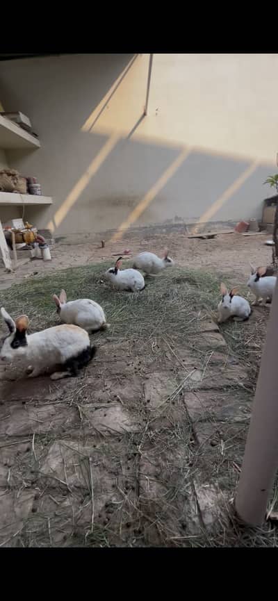 Rabbits for sale
