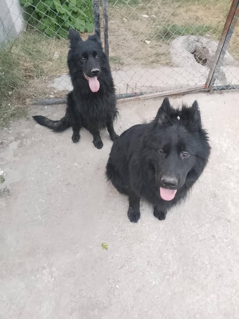 German shepherd long code full black 0