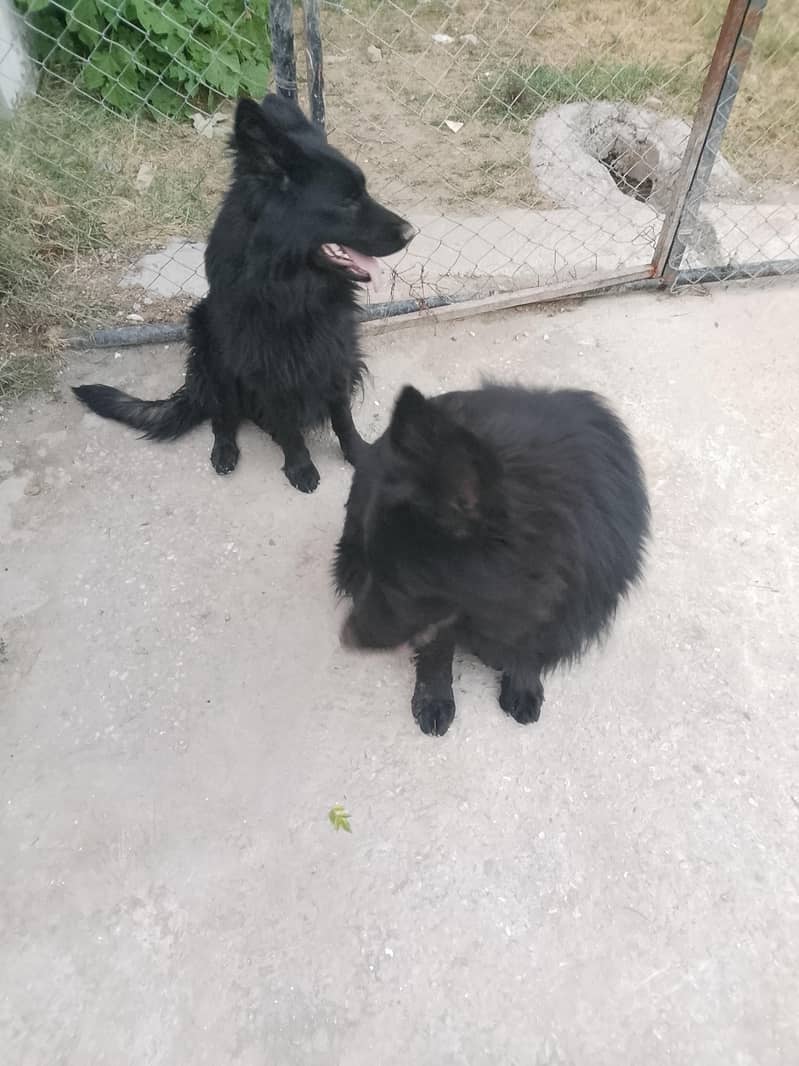 German shepherd long code full black 1