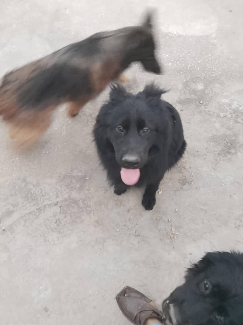 German shepherd long code full black 2
