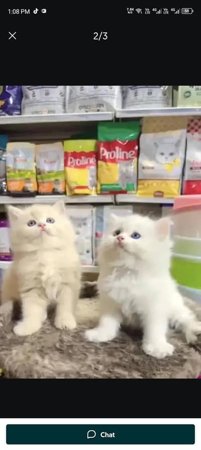 Persian cat for sale 2 month age available