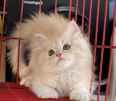Persian Kitten Female Punch Face