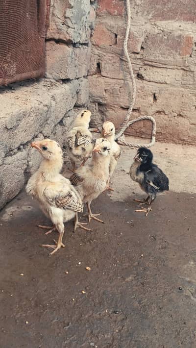 bermi quality chicks healthy and active
