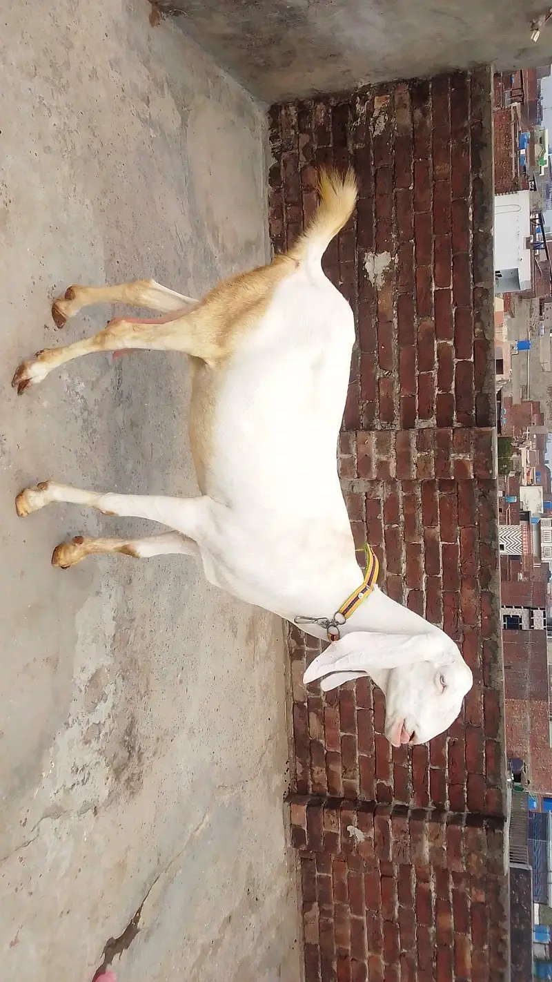 Rajunpuri bakri Whatsapp 03244695410 — photo 2
