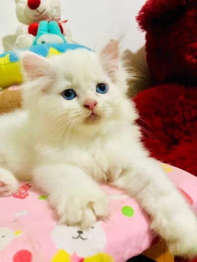 Persian cat for sale 2 month age available