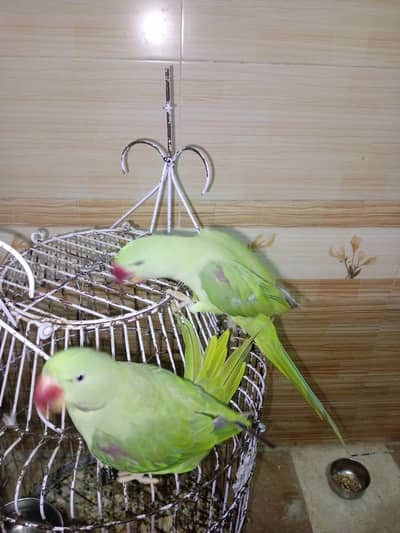 Pahari toty