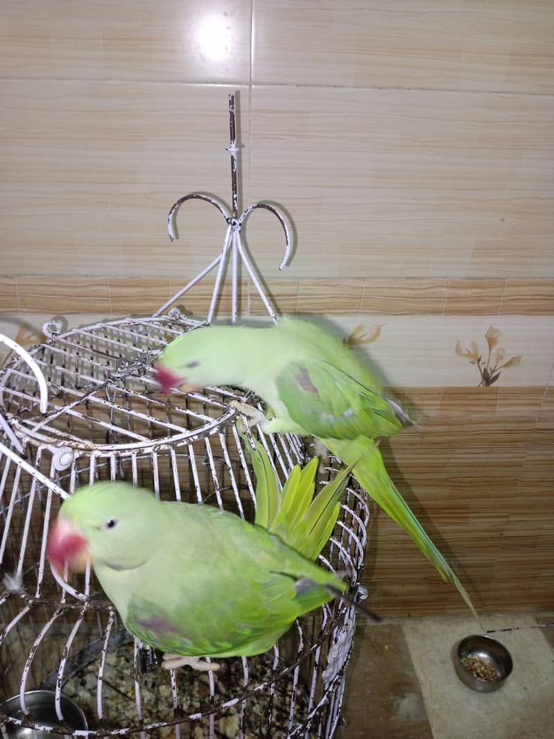 parrot 0