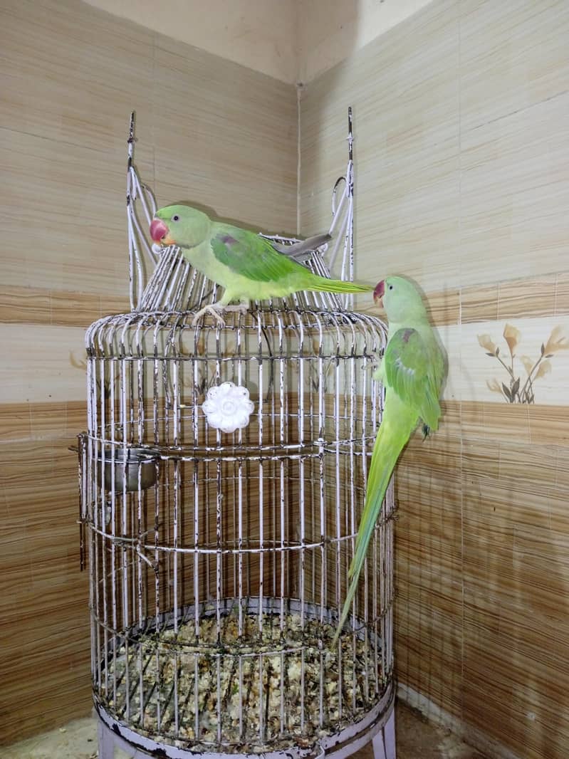 parrot 1