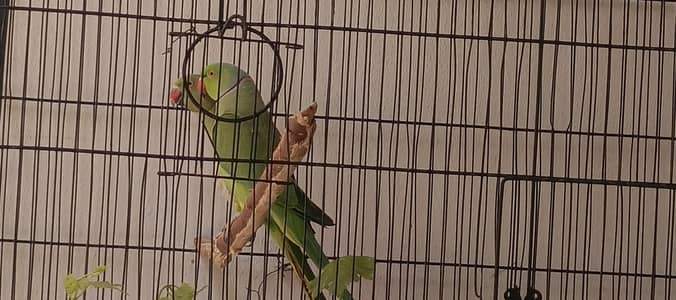 breeder pair for sale