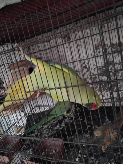 breeder pair parrot