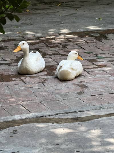 Ducks