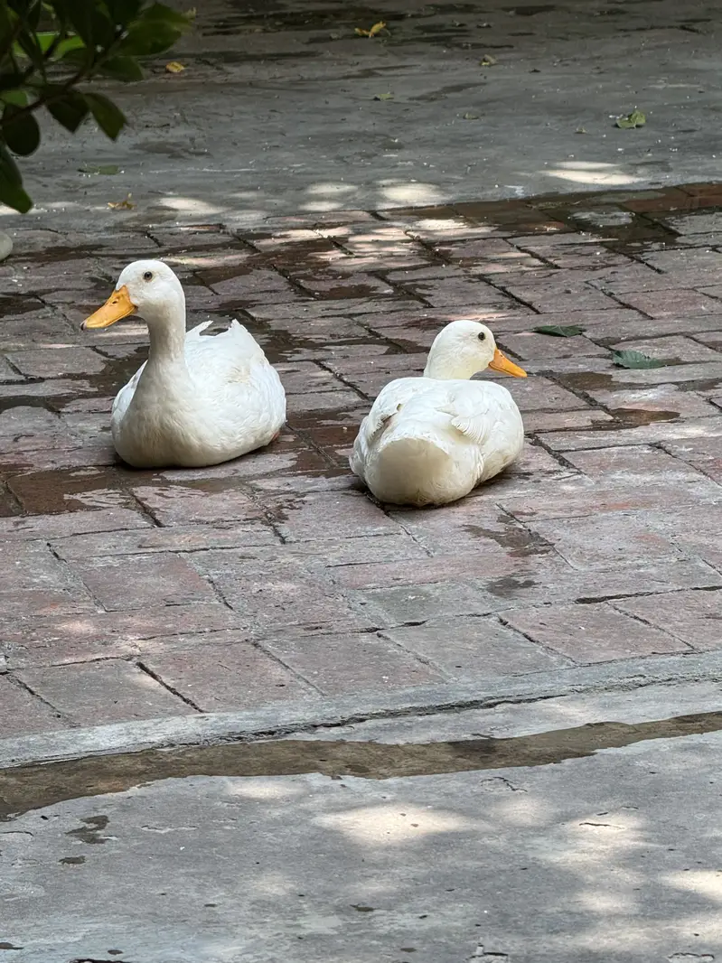 Ducks