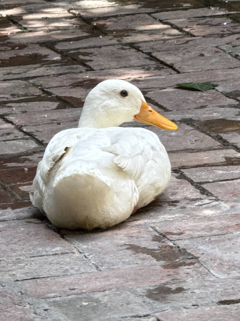 Ducks 1