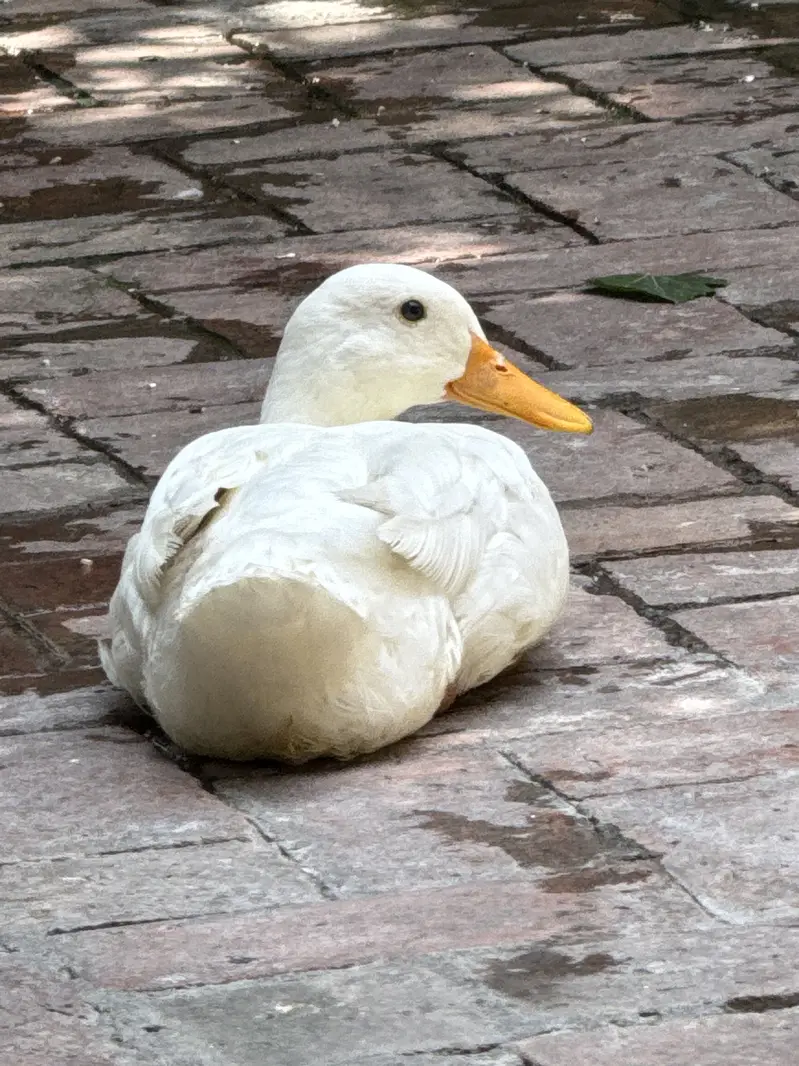 Ducks — photo 2