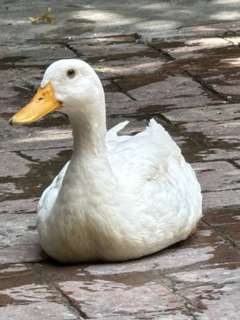 Ducks — photo 3