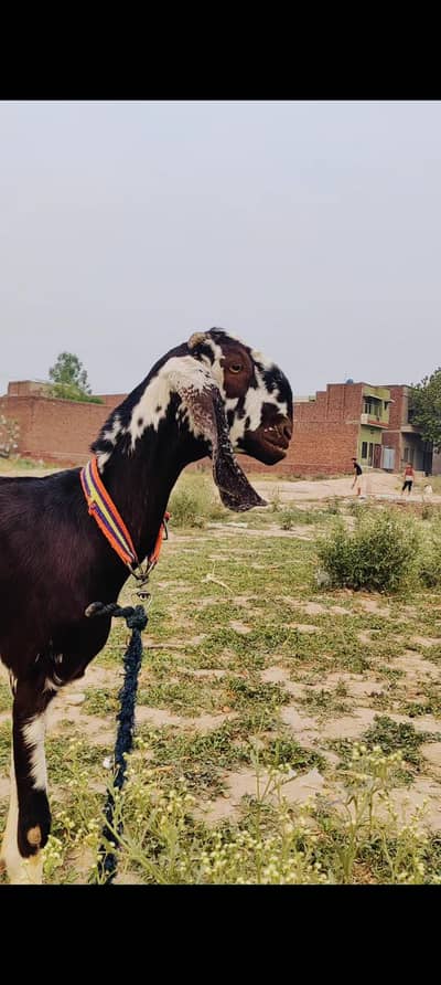 full tota face female for sale