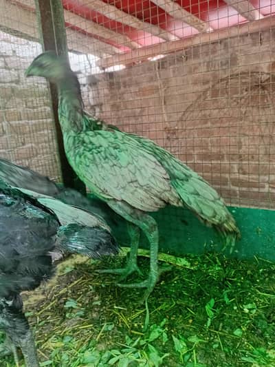blue and black dragon pathy pathian for sale hain