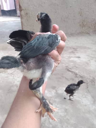 Paon per bhi baal hain safed or black rang mein bohat acha murga hai