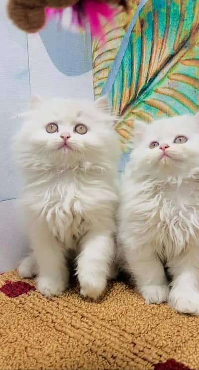 Persian cat for sale 2 month age available