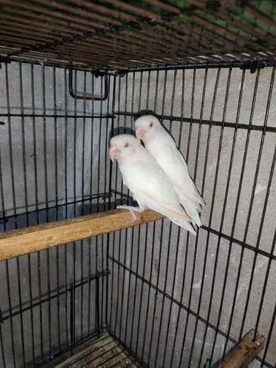 albino Red to red bareedr pair