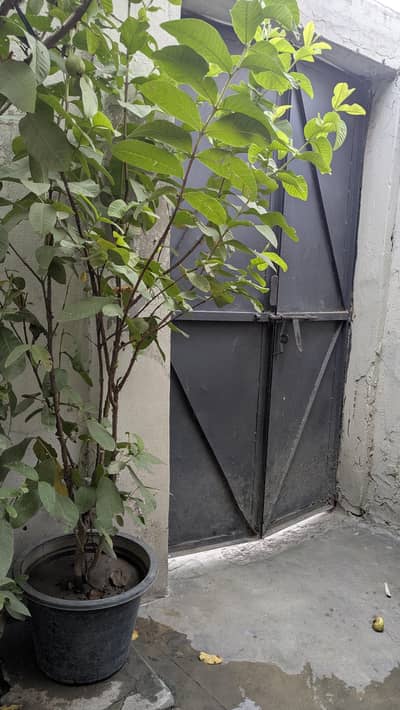 Amrood  pot Available